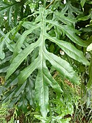 Stenocarpus sinuatus