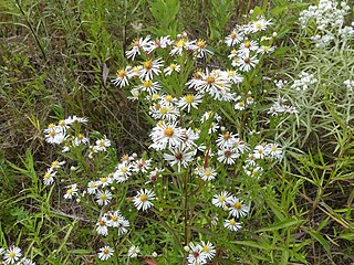 <i>Symphyotrichum lanceolatum</i> A flowering plant in the family Asteraceae native to much of North America