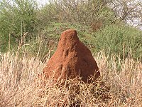 Termietenbulten in Kenia