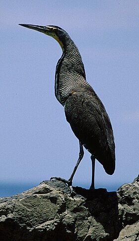 Tigrisoma mexicanum