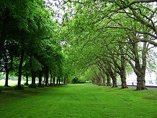 <span class="mw-page-title-main">Wandsworth Park</span> Public Park in London, United Kingdom