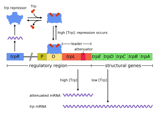 <i>trp</i> operon Operon that codes for the components for production of tryptophan