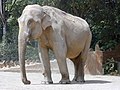 Elefante asiatico (Elephas maximus)