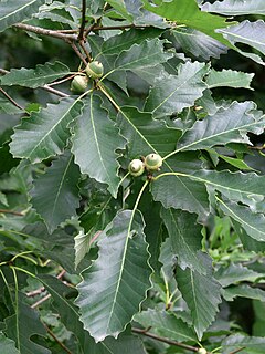 <i>Quercus muehlenbergii</i> Species of oak tree