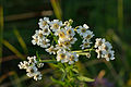 Snúsrølikur (Achillea ptarmica)