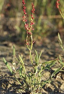 <i>Rumex acetosella</i> Species of flowering plant