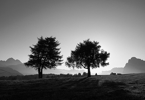 عتصویری از چند سیاه‌کاج اروپایی در هنگام غروب