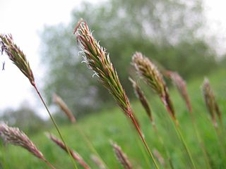 <i>Anthoxanthum</i> Genus of grasses