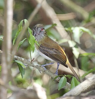 <span class="mw-page-title-main">Bright-rumped attila</span> Species of bird