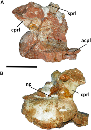 <i>Austroposeidon</i> Extinct genus of dinosaurs