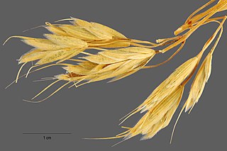 <i>Bromus squarrosus</i> Species of grass