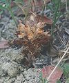 Orobanche parishii