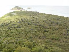 Dry forest in Caja de Muertos.