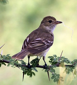 <span class="mw-page-title-main">Caribbean elaenia</span> Species of bird