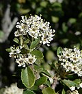 Thumbnail for Ceanothus pauciflorus