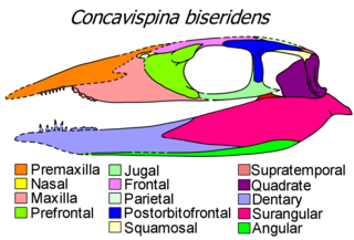 <i>Concavispina</i> Extinct genus of reptiles