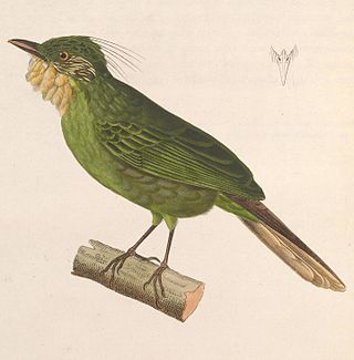 <span class="mw-page-title-main">Western bearded greenbul</span> Species of songbird