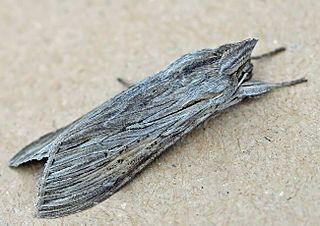 <span class="mw-page-title-main">Shark (moth)</span> Species of moth