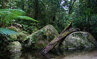 <span class="mw-page-title-main">Daintree National Park</span> Protected area in Queensland, Australia