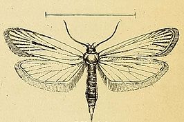 Deroxena venosulella