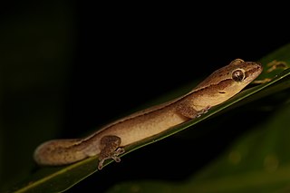 <i>Dierogekko</i> Genus of lizards