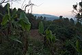 Vegetation on the slopes of Doi Inthanon