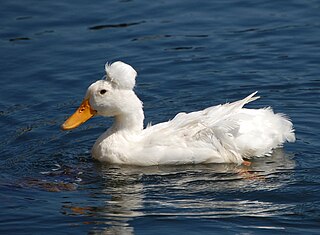 <span class="mw-page-title-main">Crested (duck breed)</span> Breed of domestic duck