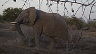 Image d'un éléphant en train de marcher dans la savane