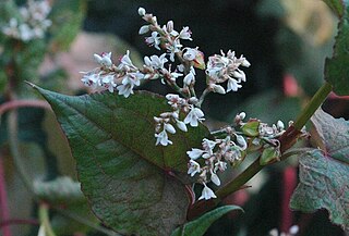 <i>Fagopyrum cymosum</i> Species of grass