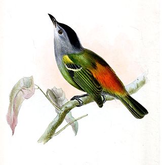 <span class="mw-page-title-main">Rufous-rumped antwren</span> Species of bird