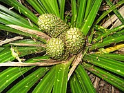 Freycinetia banksii (Ureure)