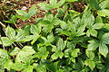 * Nomination Geranium nodosum. Beautiful geranium for the shade.-- Famberhorst 05:22, 2 May 2013 (UTC) * Decline  Oppose nothing in focus --A.Savin 09:31, 2 May 2013 (UTC) Comment The focus is the beautiful shiny leaves which is typical for this type of geranium. Many plants can be recognized by the magazine. Hence my photos without flowers.-- Famberhorst 05:12, 3 May 2013 (UTC)  OpposeImage is blurry because of the long exposure time, a tripod should have been used --Manuela 10:15, 3 May 2013 (UTC)