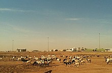 Goats grazing on the arid desert terrain GoatGrazingInQatar.jpg