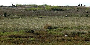 Grassland habitat on the road to Mezquital, Municipality of Matamoros, Tamaulipas, Mexico (March 2009)