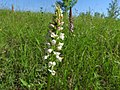 Gymnadenia odoratissima white colour Germany - Silberberg (Enzkreis)