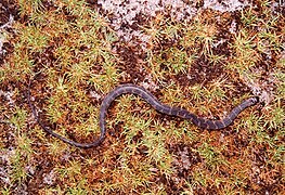 March 14: the snake Helicops angulatus