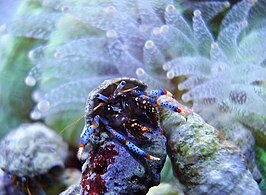 Clibanarius tricolor