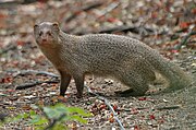 Brown and gray mongoose