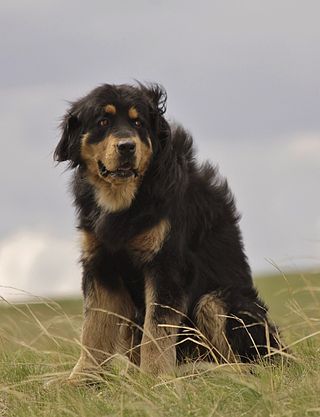 <span class="mw-page-title-main">Bankhar Dog</span> Dog breed