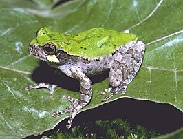 Vogelstemboomkikker