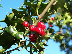 Ilex aquifolium