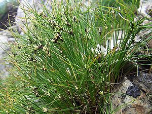 Juncus trifidus