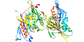 <span class="mw-page-title-main">KIF3B</span> Protein-coding gene in the species Homo sapiens