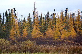 <i>Larix laricina</i> Species of larch native to North America