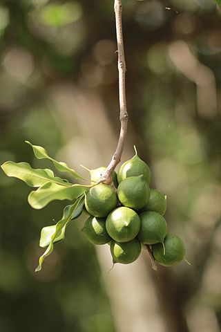 <i>Macadamia</i> Genus of plants indigenous to Australia