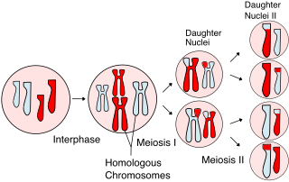 Meiosis Type of cell division in sexually-reproducing organisms used to produce gametes