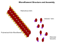 This image shows the structure of a microfilament, which creates the structure in the cytoskeleton of an eukaryotic cell.