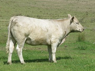 <span class="mw-page-title-main">Murray Grey cattle</span> Breed of cattle