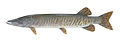 17 Commons:Picture of the Year/2011/R1/Muskellunge USFWS.jpg