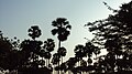 Big Palm tree orchard in Poovankurichi